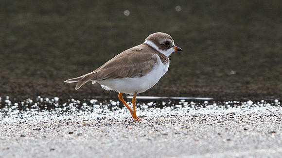 Semipalmated Plover (Charadrius semipalmatus)