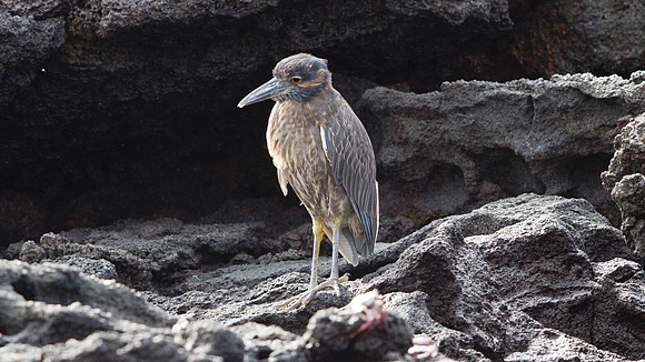 Yellow-crowned Night Heron (Nyctanassa violacea) Juvenile