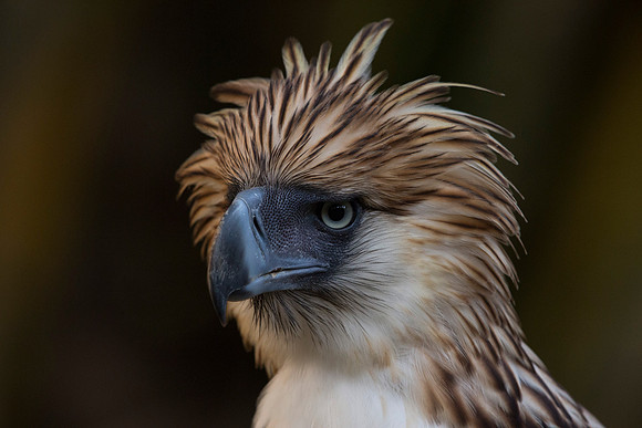 Philippine eagle (Pithecophaga jefferyi)