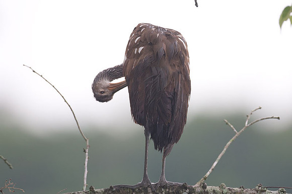 Limpkin (Aramus guarauna)