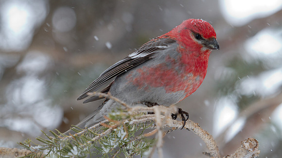 Pine Grosbeak (Pinicola enucleator); Male