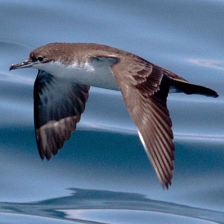 Galápagos Shearwater (Puffinus subalaris)