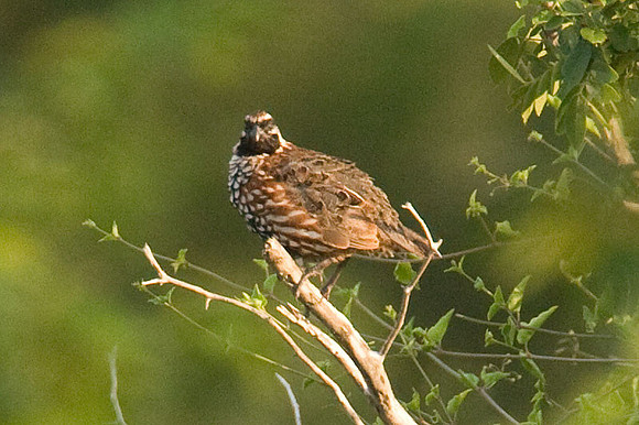 Black-throated Bobwhite (Colinus nigrogularis) also known as Yucatan Bobwhite
