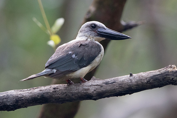 Great-billed kingfisher (Pelargopsis melanorhyncha)
