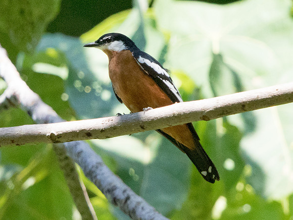 Rufous-bellied triller (Lalage aurea)