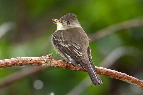 Eastern Wood-pewee (Contopus virens)