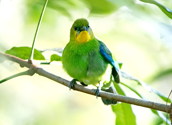 Yellow-throated leafbird (Chloropsis palawanensis)