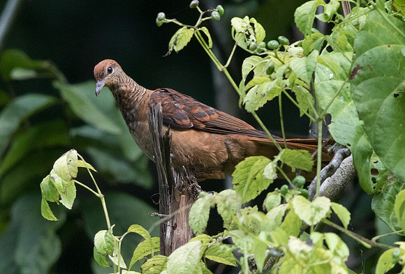 Slender-billed cuckoo-dove (formerly Macropygia amboinensis)