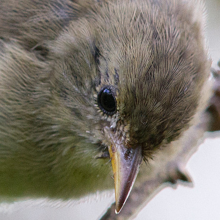 Green Warbler Finch (Certhidea olivacea)