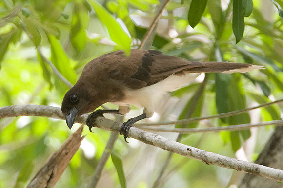 Brown Jay (Cyanocorax morio)