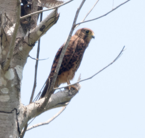 Spotted kestrel (Falco moluccensis)