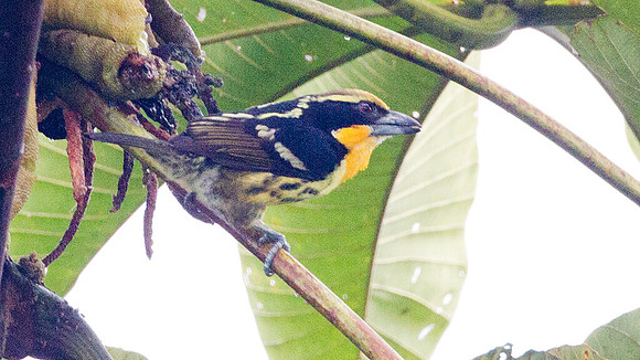 Gilded Barbet (Capito auratus)