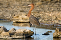 Reddish Egret (Egretta rufescens)