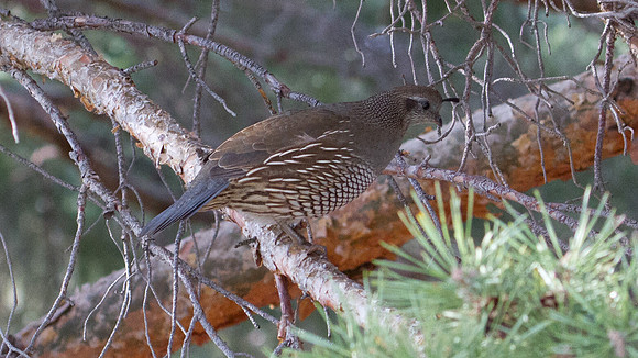California Quail (Callipepla californica); Female