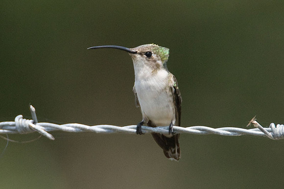 Mexican Sheartail (Doricha eliza) female