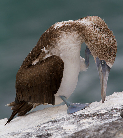 Blue-footed Booby (Sula nebouxii)
