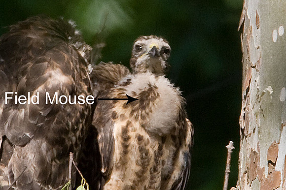 Red-shouldered Hawk (Buteo lineatus) juvenile