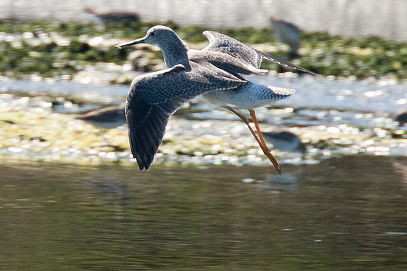 Greater Yellowlegs (Tringa melanoleuca)