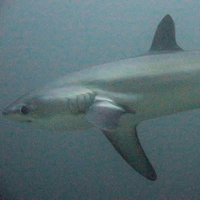 Pelagic thresher shark (Alopias pelagicus)