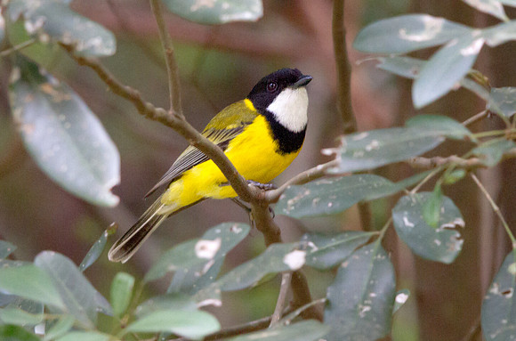 Australian golden whistler (Pachycephala pectoralis) Male