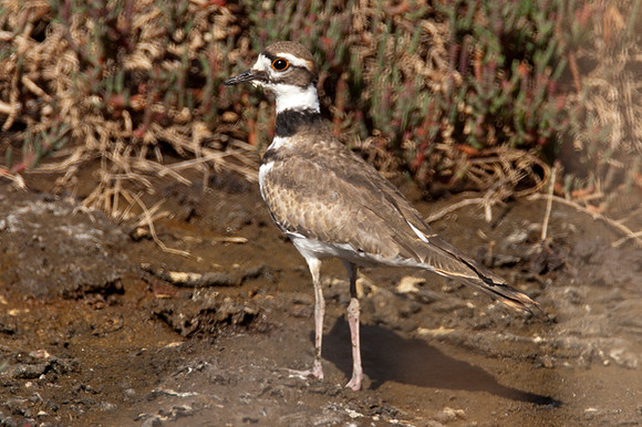 Killdeer (Charadrius vociferus)