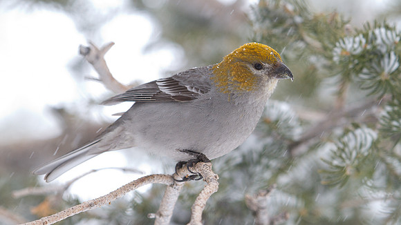 Pine Grosbeak (Pinicola enucleator); Female