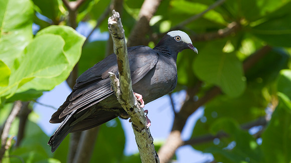 White-crowned Pigeon (Patagioenas leucocephala)