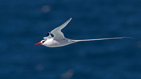 Red-billed Tropicbird (Phaethon aethereus)