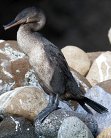 Flightless Cormorant (Phalacrocorax harrisi) Endemic