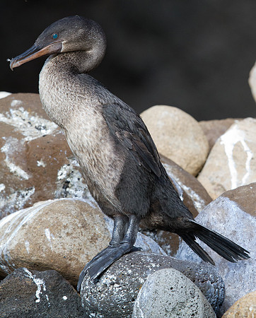 Flightless Cormorant (Phalacrocorax harrisi) Endemic