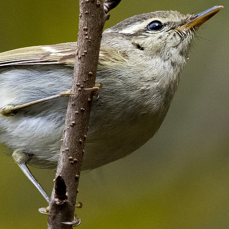 Yellow-browed warbler (Phylloscopus inornatus)