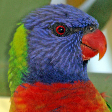 Rainbow Lorikeet (Trichoglossus haematodus)