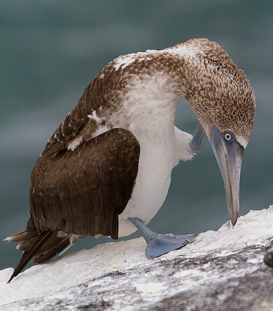 Blue-footed Booby (Sula nebouxii)