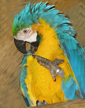 Blue-and-Yellow Macaw (Ara ararauna) Captive; also known as Blue-and-Gold Macaw