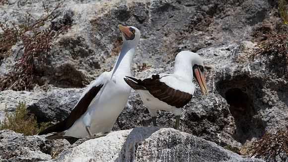 Nazca Booby (Sula granti)