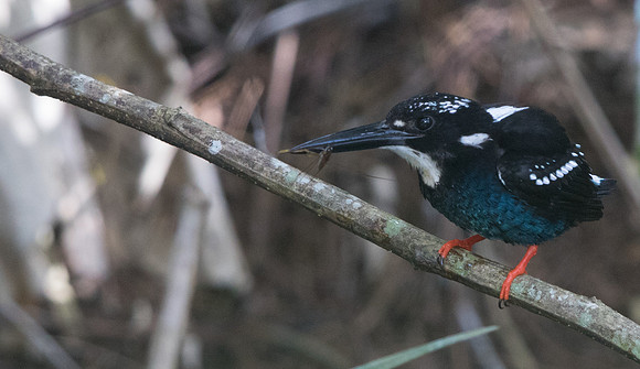 Southern silvery kingfisher (Ceyx argentatus)