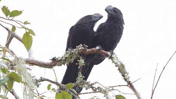 Smooth-billed Ani (Crotophaga ani)