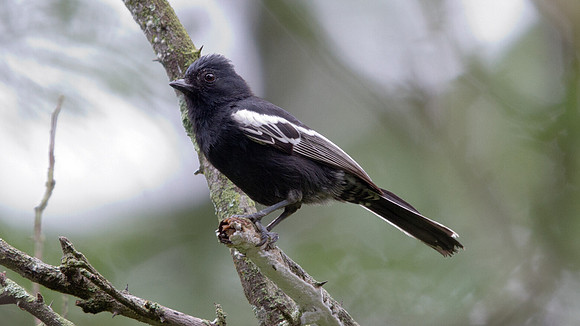 Southern Black Tit (Parus niger)