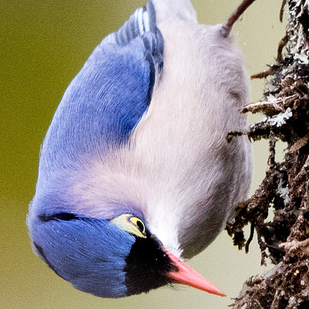 Velvet-fronted nuthatch (Sitta frontalis) Male