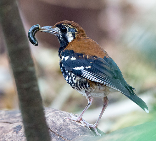 Red-backed thrush (Zoothera erythronota)