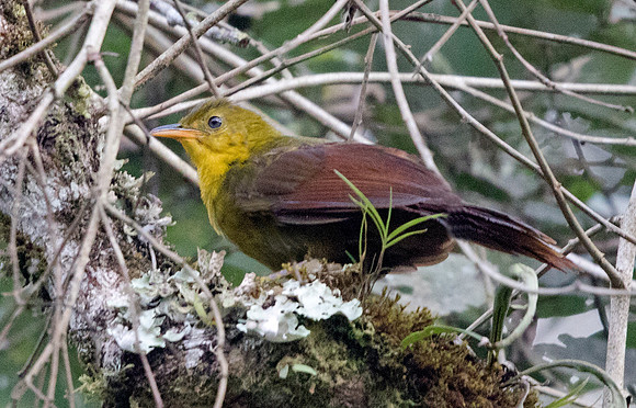 Malia (Malia grata)