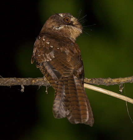 Moluccan owlet-nightjar (Aegotheles crinifrons)