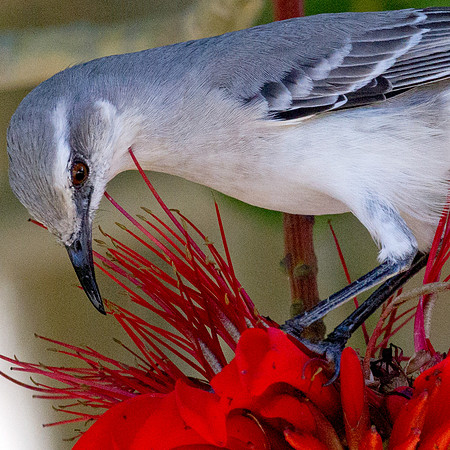 Tropical Mockingbird (Mimus gilvus)