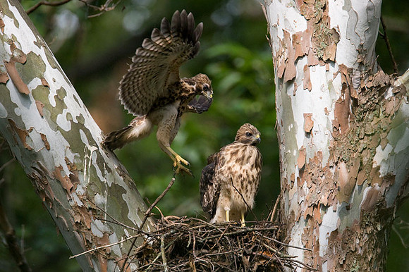 Red-shouldered Hawk (Buteo lineatus) juvenile