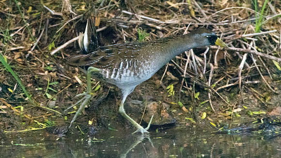Sora (Porzana carolina)