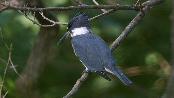 Belted kingfisher (Megaceryle alcyon)