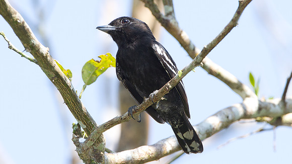 White-winged Becard (Pachyramphus polychopterus) - male