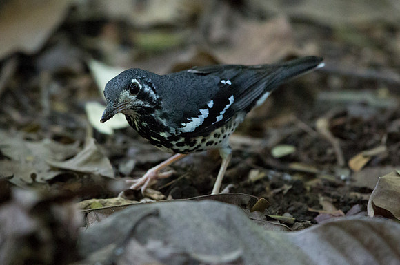 Ashy Thrush (Zoothera cinerea)