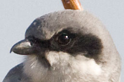 Loggerhead Shrike (Lanius ludovicianus)