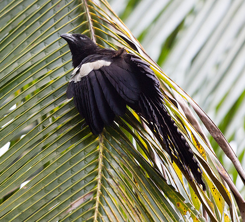 Goliath coucal (Centropus goliath)